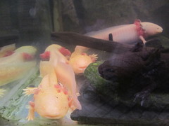 Ambystoma mexicanum