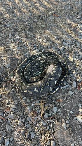Diamond Python sighting