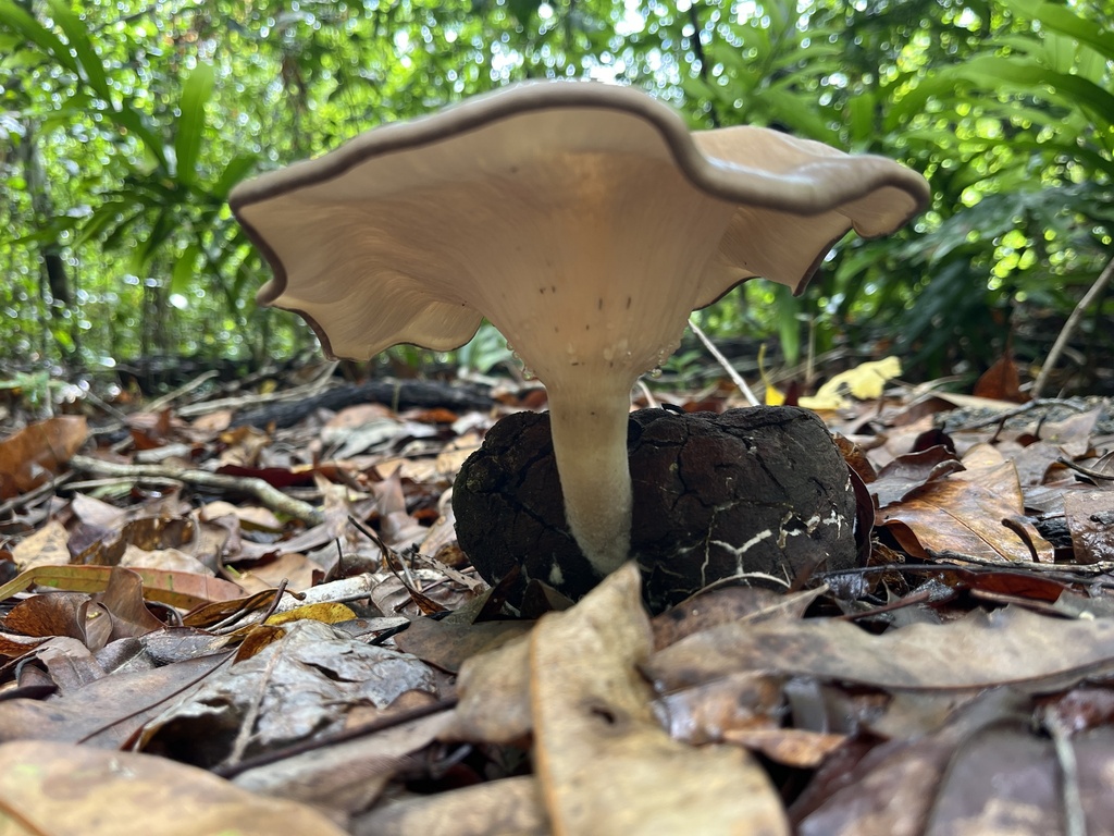 Pleurotus tuber-regium · December 2025 · photo: © oqt (iNaturalist, cc-by)