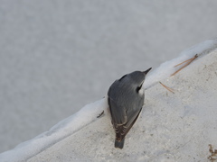 Sitta europaea
