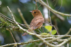 Rhytipterna holerythra