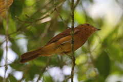 Rhytipterna holerythra