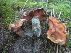 Sarcodon indurescens