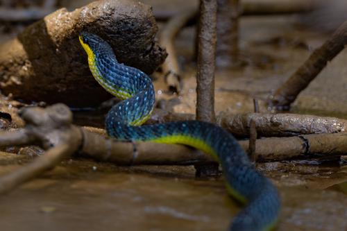 Common Tree Snake sighting