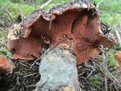 Sarcodon indurescens