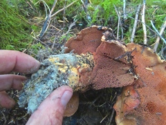 Sarcodon indurescens