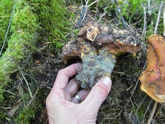 Sarcodon indurescens