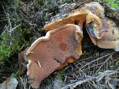 Sarcodon indurescens