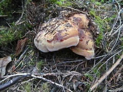 Sarcodon indurescens