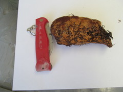 Sarcodon indurescens