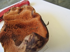 Sarcodon indurescens