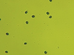 Sarcodon indurescens