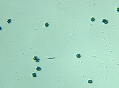 Sarcodon indurescens