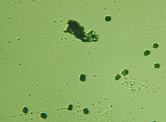 Sarcodon indurescens