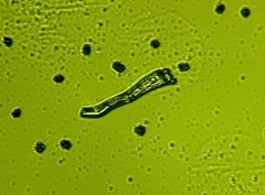 Sarcodon indurescens