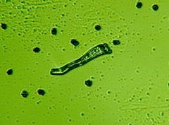 Sarcodon indurescens