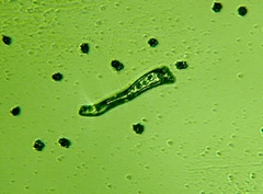 Sarcodon indurescens