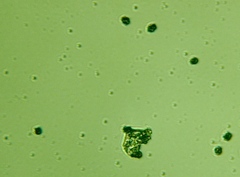 Sarcodon indurescens