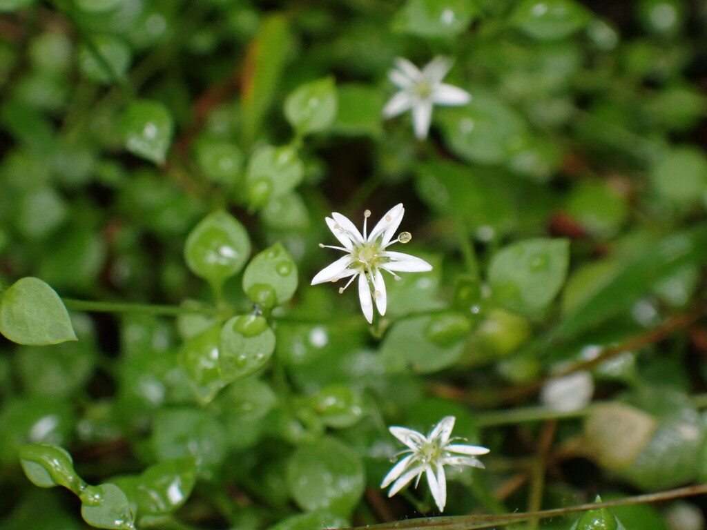 New Zealand Chickweed