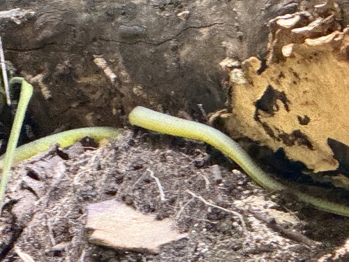 Common Tree Snake sighting