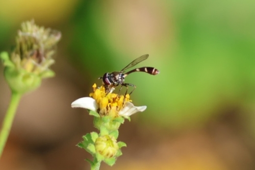 Unknown species found near New Smyrna Beach, FL 32169, USA