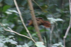 Thripadectes rufobrunneus