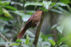 Thripadectes rufobrunneus