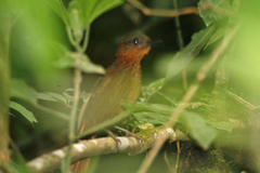 Thripadectes rufobrunneus