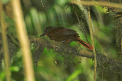 Thripadectes rufobrunneus