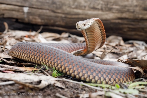 Lowlands Copperhead sighting