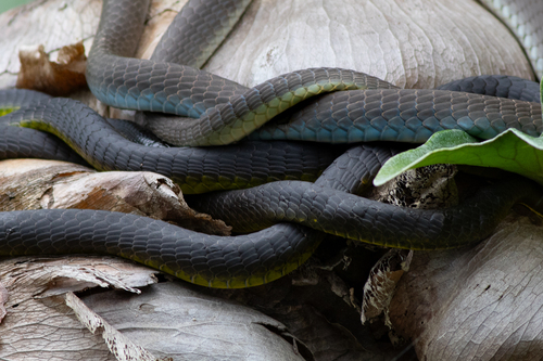 Common Tree Snake sighting