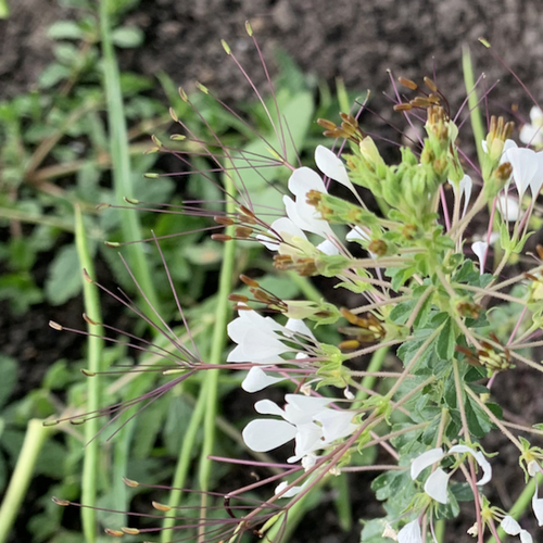 Cleome gynandra image