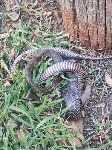 Golden-crowned Snake sighting