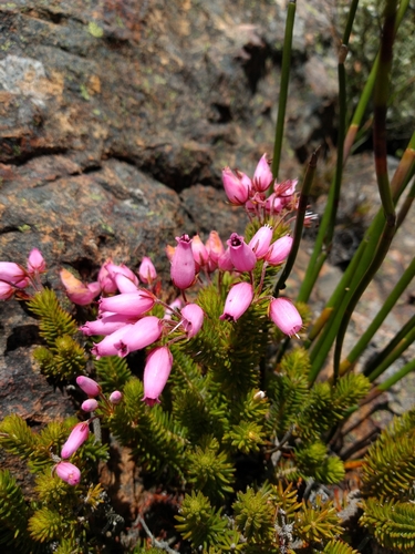 Barrel Heath (Erica doliiformis)
