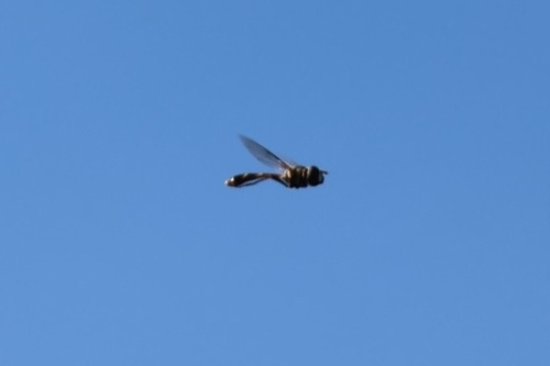 Unknown species found near New Smyrna Beach, FL 32169, USA