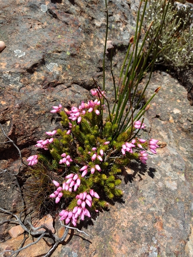 Image of Erica doliiformis by (c) Seth Musker, some rights reserved (CC BY)