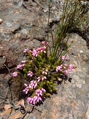 Erica doliiformis
