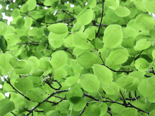 Paprastoji kriaušė nuotrauka