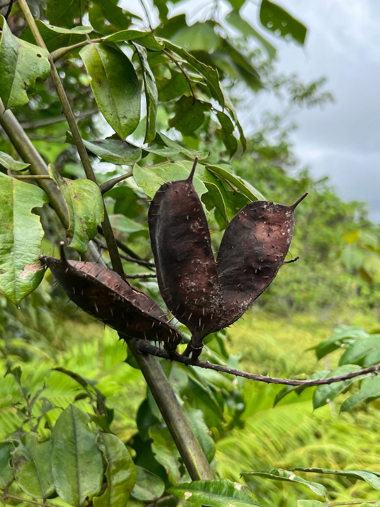 yellow nickerbean from Palau, PW on December 4, 2025 at 12:43 PM by ...