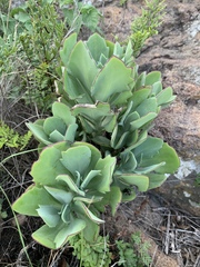 Senecio rhomboideus