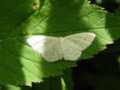 Scopula floslactata