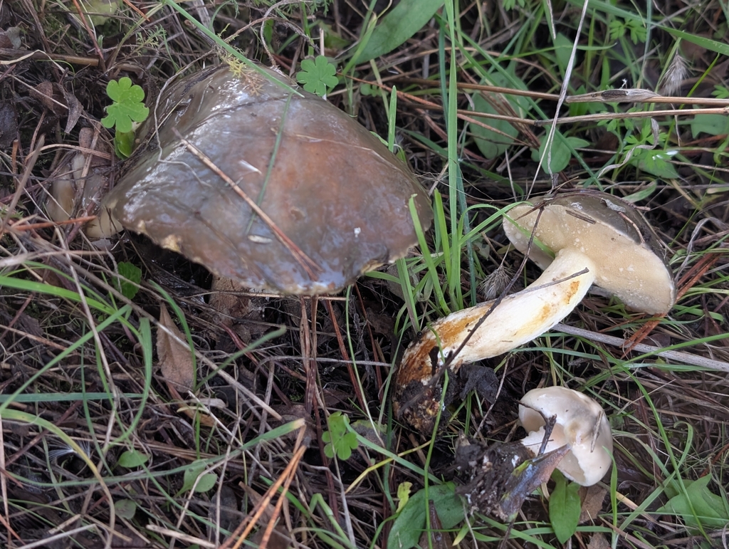 Suillus pungens · December 2025 · photo: © kueda (iNaturalist, cc0)
