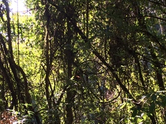 Ailurus fulgens styani