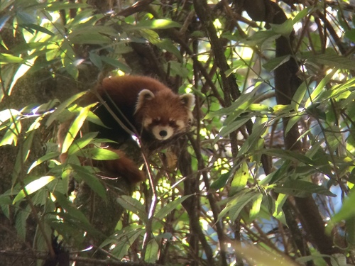 Chinese Red Panda
