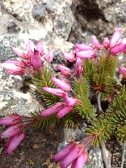 Erica doliiformis