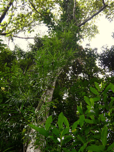 Pandanus Vine (Freycinetia excelsa)