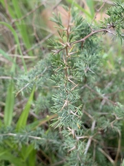 Asparagus suaveolens