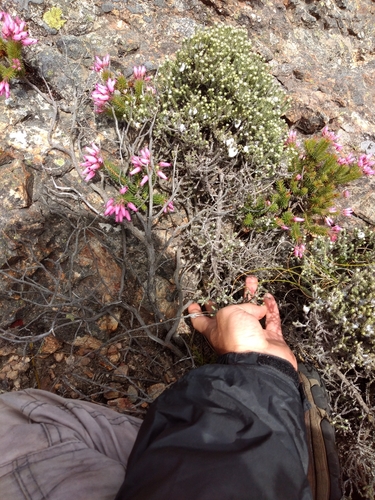 Image of Erica doliiformis by (c) Seth Musker, some rights reserved (CC BY)