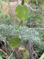Asparagus suaveolens