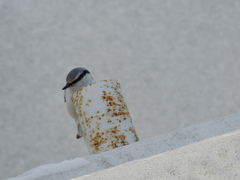 Sitta europaea